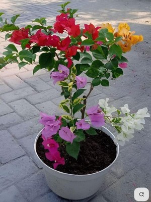 Velora Gardenbox Rengarenk 4 Adet Begonvil Seti, 40-60 Cm, Saksılı, Sarmaşık/bodur Çiçekli Bahçe Salon Çiçeği