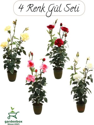 Velora Saksılı Gül Seti Kokulu 4 Adet Yediveren Gül Sarı+Kırmızı+Pembe+Beyaz Renk 30-50CM