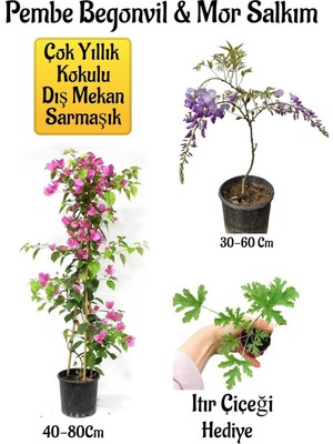Velora Nura Botanik Pembe Begonvil Çiçeği, Mor Salkım Ağacı Fidanı, Itır Çiçeği Hediyeli Bahçe Peyzaj Seti