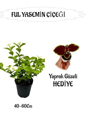 Velora Serada Decor & Plant Mis Kokulu Ful Yasemin, Yaprak Güzeli Hediyeli, 40-60 Cm, Peyzaj Seti