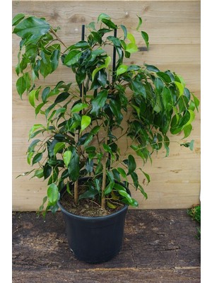 Velora Nura Botanik Benjamin Bitkisi Salon Bitkisi 60 cm