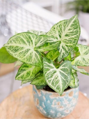 Velora Serada Decor & Plant Syngonium Melek Kanadı Sarmaşığı 20-30CM Ok Başı Çiçeği Salon Ofis Çiçeği