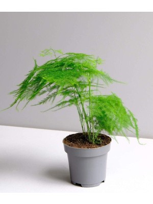 Velora Bitkim Sende Asparagus Setaceus Kuşkonmaz Mini, 20 Cm, Yeşil, Iç Mekan Bitkisi