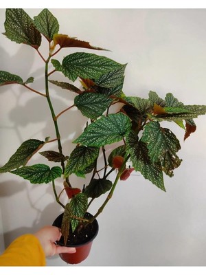 Velora Serada Decor & Plant Çilli Begonya Çiçeği, Büyük Boy, 50-65 cm