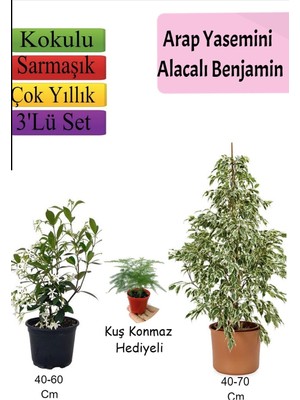 Velora Gardenbox Beyaz Alacalı Benjamin Bitkisi, Arap Yasemini, Tül Çiçeği Hediyeli, 3'lü Set