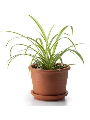 Velora Serada Decor & Plant Kurdele Çiçeği Chlorophytum Comosum Variegatum 20-40 cm