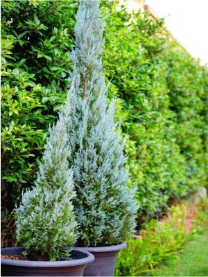 Velora Videolu Mavi Servi Leylandi 1 Adet Saksılı/tüplü 30-60 cm (Cupressocyparis Leylandii)