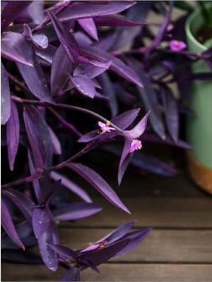 Velora Videolu Mor Telgraf Çiçeği 1 Adet Saksılı/tüplü 10-20CM Iç Mekan Bitkisi (Tradescantia Pallida)