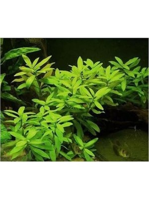 Esplendor Ceylon Zeytin Saksı, Canlı Hygrophila Polysperma Bitkisi