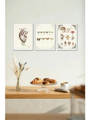 Nod Vintage Biyoloji 3'lü Çerçeve Görünümlü 30X40 cm Mdf Tablo Seti Duvar Dekoru Süsü