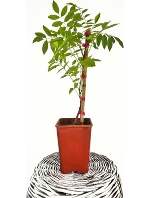 Esplendor Nura Botanik Mor Salkım Fidanı, 40-50 Cm, Tüplü, Yeşil Yapraklı, Köklü