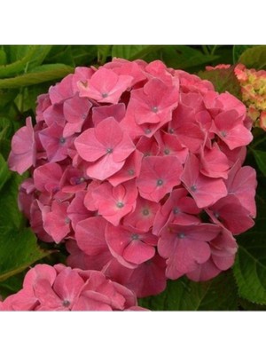 Esplendor Pembe Ortanca Çiçeği Fidanı Saksılı 20CM 40CM