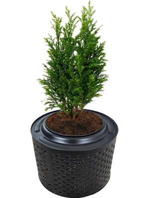 Esplendor Metal Saksı Büyük Bitki Ağaç Saksısı Fırınlanmış Statik Boyalı Boy 30-35 Santim Çap 45-50 Santim