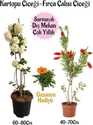Esplendor Serada Decor & Plant Kartopu Çiçeği, Fırça Çalısı, Gazanya Hediyeli Saksılı Bahçe Seti, Çok Renkli