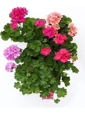 Esplendor Videolu 3 Adet Karışık Renk Sakız Sardunya Çiçeği Saksılı Çiçekli Bodur Bitkiler Geranium