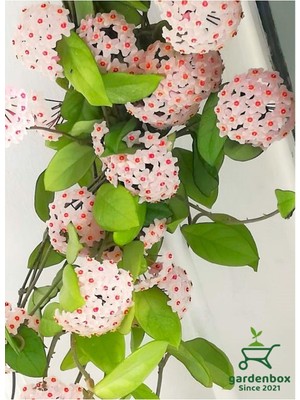 Esplendor Kokulu Beyaz Renk Mum Çiçeği 30-50CM Saksılı Sarmaşık Bitki