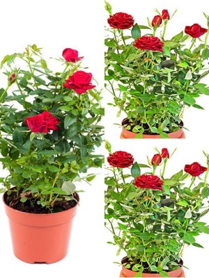 Esplendor Nura Botanik Kırmızı Yediveren Kokulun Gül Fidanı, 3 Adet Saksılı, 35-60 Cm, Dış Mekan Bitkisi