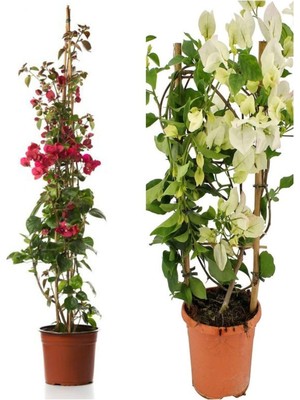 Esplendor Videolu Begonvil Sarmaşığı 1 Adet Kırmızı 1 Adet Beyaz Begonvil Çiçeği 40-60CM Saksılı/tüplü