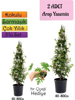 Esplendor Serada Decor & Plant Kokulu Arap Yasemini Fidanı, 2 Adet Saksılı + Itır Çiçeği Hediye, 3'lü Peyzaj Seti, 40-80 cm