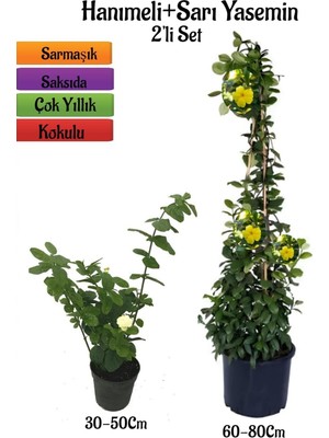Esplendor Gardenbox Yoğun Kokulu Katmerli Ful Yasemin Fidanı + Sarı Yasemin Fidanı 2'li Kokulu Peyzaj Seti