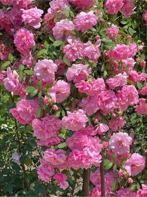 Esplendor Serada Decor & Plant Sarmaşık Gül, Pembe Renkli, Kokulu, 60-80 Cm, 3 Adet Aşılı Gül