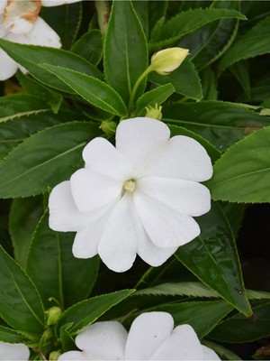 Esplendor Nura Botanik Beyaz Cam Güzeli Çiçeği, Yeni Gine Çiçeği (Impatiens New Guinea), 10-30CM, Saksılı