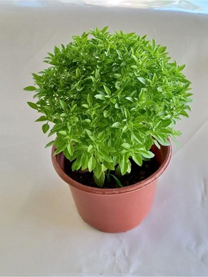 Esplendor Saksıda Kokulu Canlı Fesleğen, BTSR586