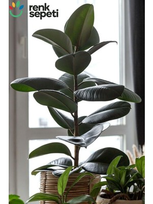 Esplendor Bitkim Sende Ficus Elastica Robusta, Tekli Kauçuk, Salon ve Ofis Bitkisi, 80-100 cm