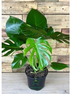 Esplendor Nura Botanik Monstera Deliciosa Deve Tabanı, 30-60 Cm, Yeşil