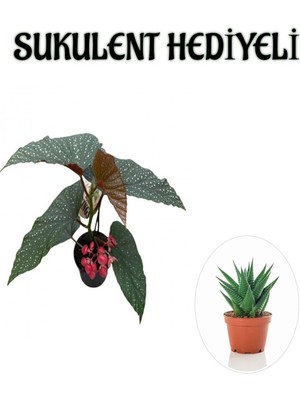 Esplendor Nura Botanik Hediyelik Çiçekli Çilli Begonya Çiçeği, Sukulent Hediyeli