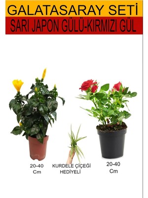 Esplendor Gardenbox 2'li Set Sarı Japon Gülü, Kırmızı Gül Fidanı, Kurdele Çiçeği, 20-40 cm