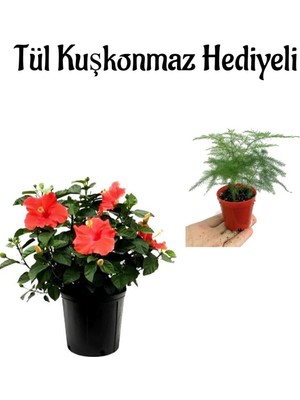 Esplendor Nura Botanik Kırmızı Japon Gülü Çiçeği, Tül Kuşkonmaz Hediyeli, Anneler Günü Özel
