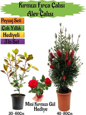 Esplendor Gardenbox Kırmızı Fırça Çalısı, Alev Çalısı Fidanı, Mini Kırmızı Gül Hediyeli Peyzaj Seti, Çok Renkli