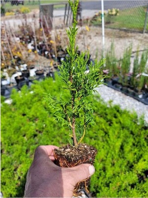 Esplendor Serada Decor & Plant Bahçe Dekorasyon Leylandi Çam Fidanı, 20 Adet Tüplü, 10-30CM, Cupressus