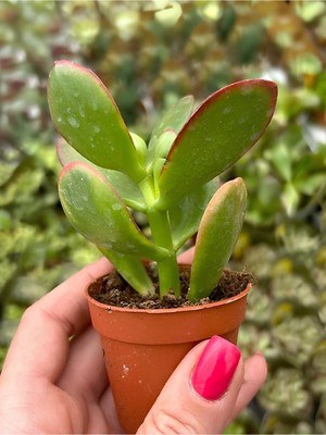 Esplendor Bitkim Sende Canlı Mini Para Çiçeği (Crassula Ovata), Saksılı Yeşim Sukulent