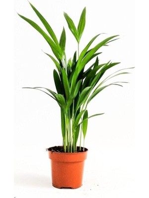 Esplendor Gardenbox Areka Palmiyesi, 30-40 Cm, Ev Ofis Salon Bitkisi