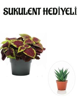 Esplendor Gardenbox Renkli Yapraklı Yaprak-Cam Güzeli Sukulent, Sevgililer Gününe Özel Hediyeli