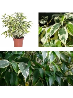 Esplendor Gardenbox Alacalı Benjamin Çiçeği, 50-60 Cm, Saksılı, Ficus Benjamina