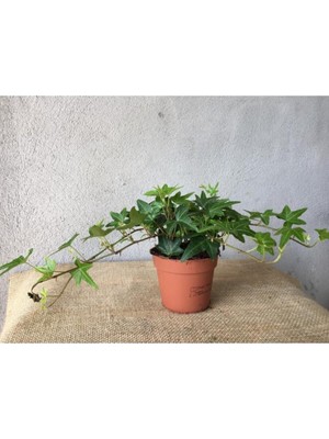 Esplendor Nura Botanik Hedera Helix Sarmaşığı, 8,5 cm Saksı, Ofis Ev Balkon Bitkisi