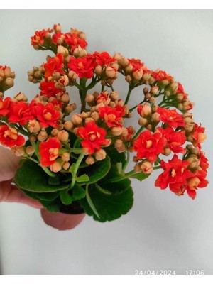 Esplendor Bitkim Sende Kalanşo Çiçeği, 30-40 Cm, Tomurcuklu Büyük Boy