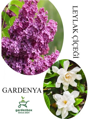 Esplendor Nura Botanik Leylak Çiçeği Fidanı 30-60CM Saksılı + Kokulu Gardenya Çiçeği 20-40CM Combo Set