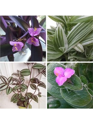 Esplendor Nura Botanik 4 Çeşit Telgraf Çiçeği, 5-15 cm Tüplü Çiçekli Bodur Bitkiler, Tradescantia