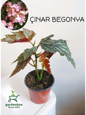 Esplendor Nura Botanik Çınar Yapraklı Çilli Begonya Çiçeği, 1 Adet, Saksılı, 20-40 cm