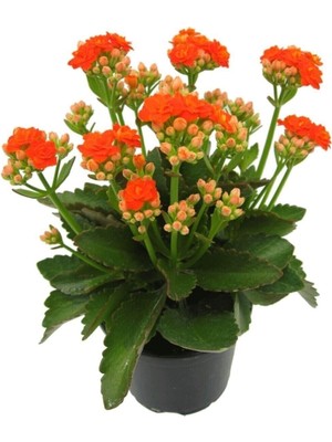 Esplendor Nura Botanik Turuncu Çiçekli Kalanşo (Kalanchoe) Çiçeği, Ithal Büyük Boy