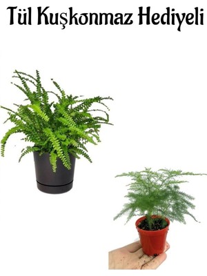Esplendor Gardenbox Tül Kuşkonmaz Bitkisi, Öğretmenler Gününe Özel Hediyeli