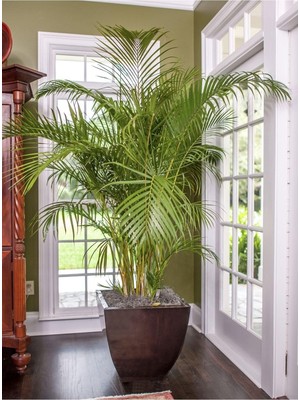 Esplendor Gardenbox Areka Palmiyesi, Areca Palm, 80-150 Cm, Yeşil