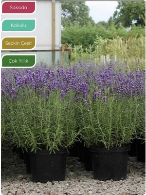 Esplendor Gardenbox Lavanta Fidanı Ingiliz Lavandula Angustifolia Hidcote, Saksıda, Kokulu, Çiçek Açan, Çalı