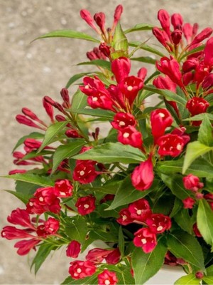 Esplendor Gardenbox Kırmızı Renk Gelin Tacı Vangelya Çiçeği, Saksılı, 30-50CM, Weigela Florida