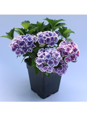 Esplendor Gardenbox Mavi Tivoli Ortanca Çiçeği Fidanı, 25-45 Cm, Saksılı, Çiçekli Bodur Blue Hydrangea