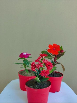 Esplendor Gardenbox 3'lü Sehba Üstü Seti, Kırmızı Rozet,